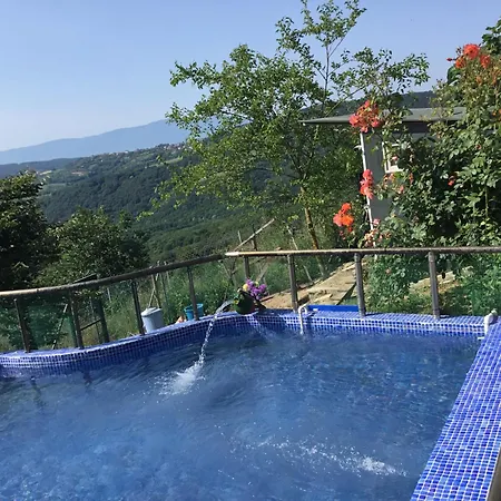 Nerry's Garden - Camellia *