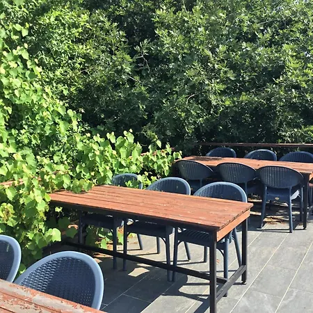 Nerry's Garden - Camellia *