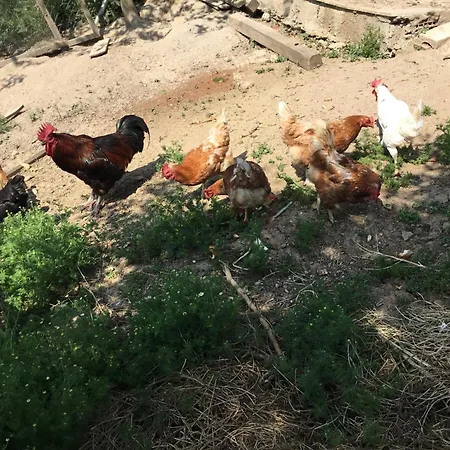 Nerry's Garden - Camellia Holiday home Izmit