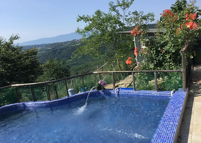 Nerry's Garden - Camellia *