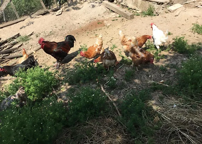 Nerry's Garden - Camellia 度假居 伊兹密特